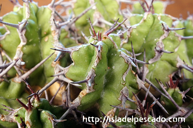 isla del pescado - Euphorbia mitriformis-ユーフォルビア・ミトリフォルミス