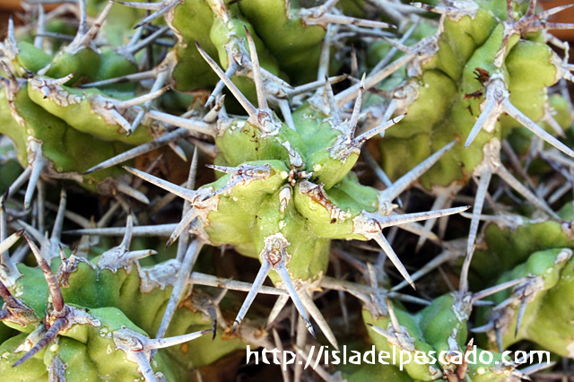 isla del pescado - Euphorbia mitriformis-ユーフォルビア・ミトリフォルミス