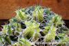 Euphorbia mitriformis ユーフォルビア・ミトリフォルミス