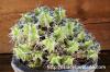 Euphorbia mitriformis ユーフォルビア・ミトリフォルミス image_2