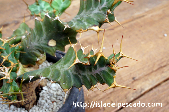 isla del pescado - Euphorbia mkuziensis-ユーフォルビア
