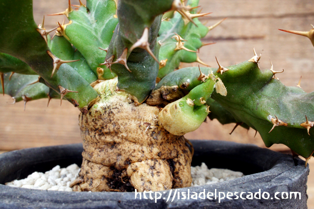 isla del pescado - Euphorbia mkuziensis-ユーフォルビア・ムクジエンシス