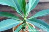 Euphorbia monteiroi 柳葉キリン