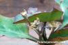 Euphorbia moratii ユーフォルビア・モラティー image_5