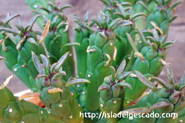 isla del pescado - Euphorbia muirii-蛇形竜