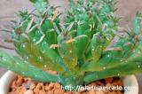Euphorbia muirii