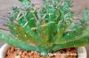 Euphorbia muirii 蛇形竜 image_1