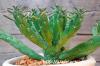 Euphorbia muirii 蛇形竜 image_3