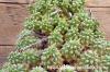 Euphorbia multiceps 多頭キリン image_4