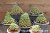 Euphorbia multiceps 多頭キリン image_5