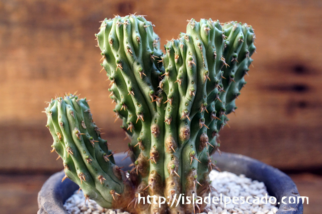 ユーフォルビア　ムルチクラバ　接ぎおろし　希少　サボテン　多肉植物　塊根植物 isla del pescado - Euphorbia multiclava-ユーフォルビア