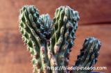 Euphorbia multiclava