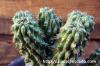 Euphorbia multiclava ユーフォルビア・ムルチクラバ image_4