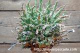 Euphorbia multiramosa