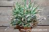 Euphorbia multiramosa 轉輪王 image_1