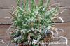 Euphorbia multiramosa 轉輪王 image_3