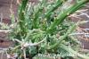 Euphorbia multiramosa 轉輪王 image_5