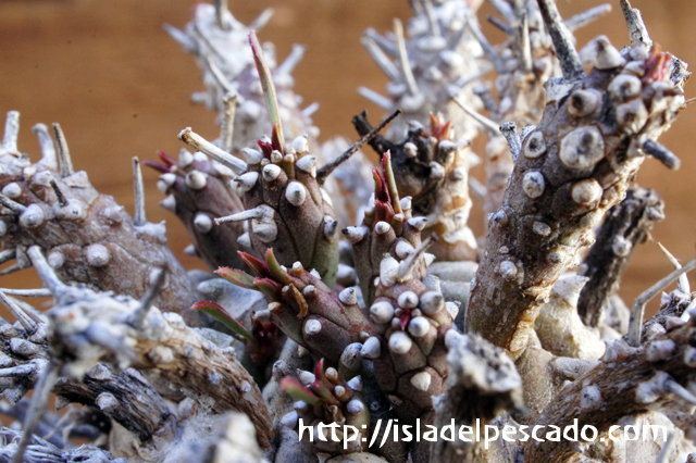 isla del pescado - Euphorbia namibensis-蛮童子