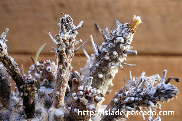 isla del pescado - Euphorbia namibensis-蛮童子