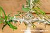 Euphorbia neobosseri ユーフォルビア・ネオボッセリー image_3