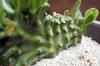 Euphorbia neriifolia cristata variegata キリン角 綴化 斑入り image_2