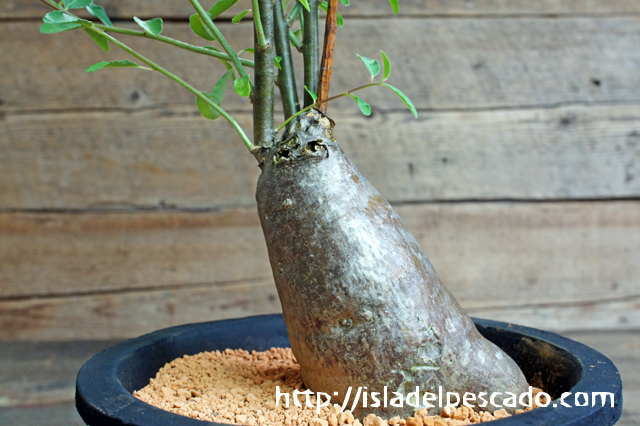 isla del pescado - Euphorbia oatesii-ユーフォルビア・オアテシー