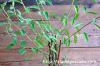 Euphorbia oatesii ユーフォルビア・オアテシー image_4