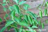 Euphorbia oatesii ユーフォルビア・オアテシー image_5