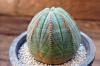 Euphorbia obesa ユーフォルビア・オベサ image_2