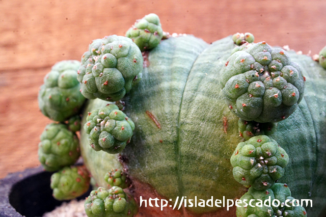 isla del pescado - Euphorbia obesa-仔吹きオベサ