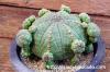 Euphorbia obesa 仔吹きオベサ image_1