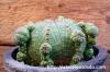 Euphorbia obesa 仔吹きオベサ image_2