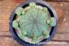 Euphorbia obesa 仔吹きオベサ image_4