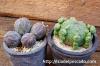 Euphorbia obesa 仔吹きオベサ image_5