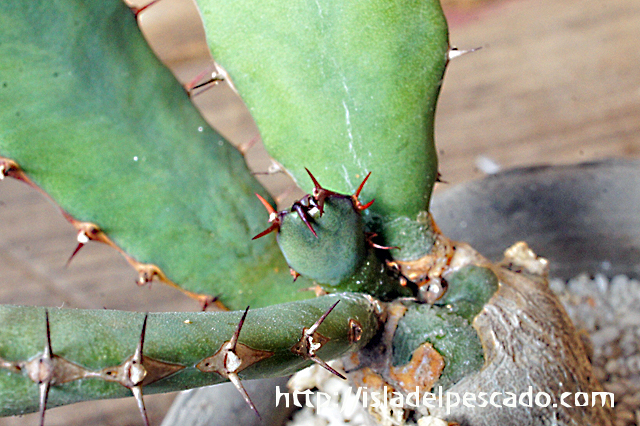 isla del pescado - Euphorbia opuntioides-ユーフォルビア・オプンチオイデス