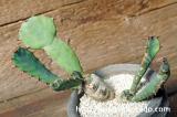 Euphorbia opuntioides