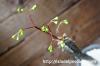 Euphorbia pauliana ユーフォルビア・パウリアナ image_1