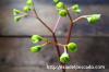 Euphorbia pauliana ユーフォルビア・パウリアナ image_3