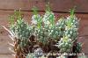 Euphorbia pentops 白頭竜