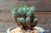 Euphorbia pentops 白頭竜 image_2