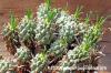 Euphorbia pentops 白頭竜 image_4