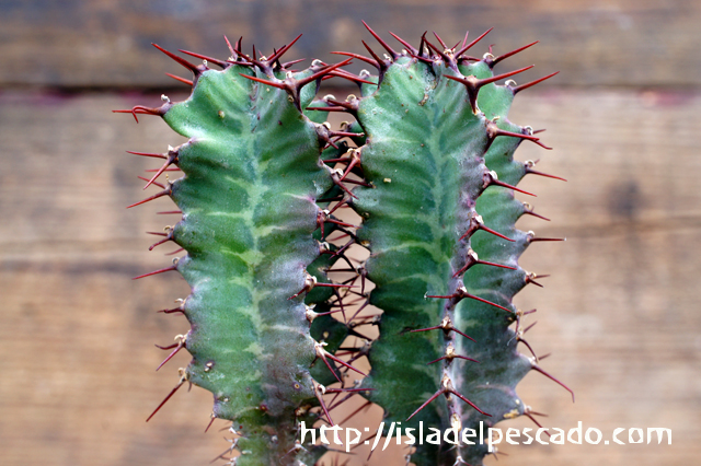 isla del pescado - Euphorbia perangusta-ユーフォルビア・ペラングスタ