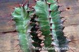Euphorbia perangusta