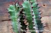 Euphorbia perangusta ユーフォルビア・ペラングスタ