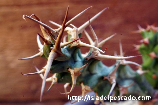 isla del pescado - Euphorbia persistens-ユーフォルビア・ペルシステンス