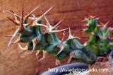 Euphorbia persistens