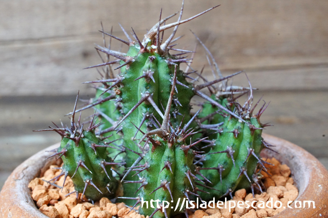 【輸入苗】ユーフォルビア フィリプシオイデス ※0901 輸入苗】ユーフォルビア フィリプシオイデス ※0901