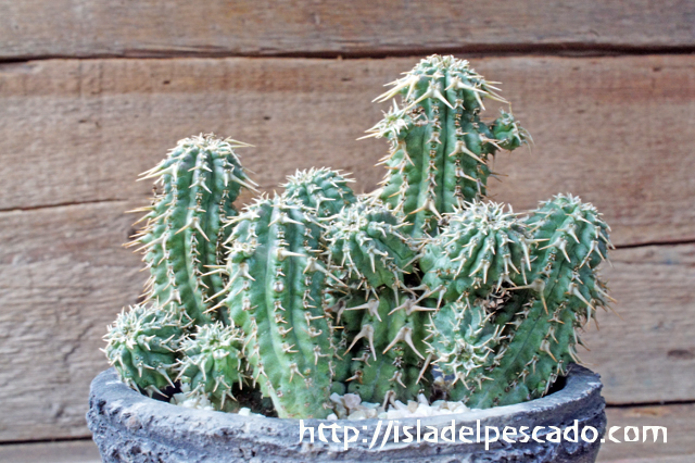 isla del pescado - Euphorbia phillipsioides-ユーフォルビア