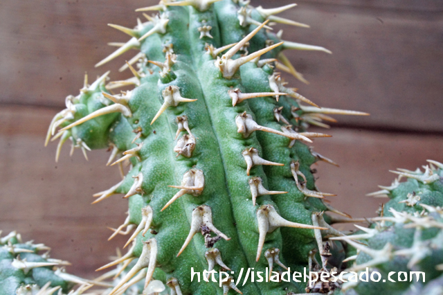 【輸入苗】ユーフォルビア フィリプシオイデス ※0901 輸入苗】ユーフォルビア フィリプシオイデス ※0901