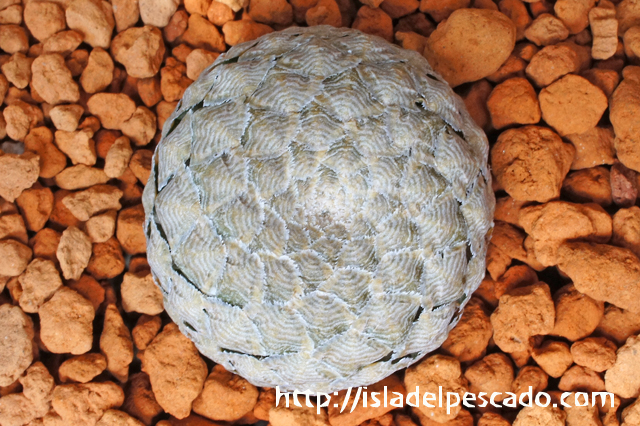 isla del pescado - Euphorbia piscidermis-ユーフォルビア